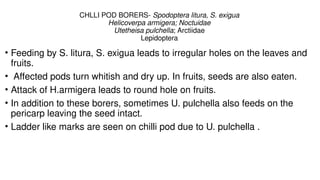 Chilli Ladder SOME IMPORTANT PESTS OF CHILLI.pptx. | PPTX