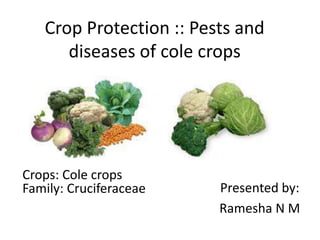 Crop Protection :: Pests and
diseases of cole crops
Crops: Cole crops
Family: Cruciferaceae Presented by:
Ramesha N M
 
