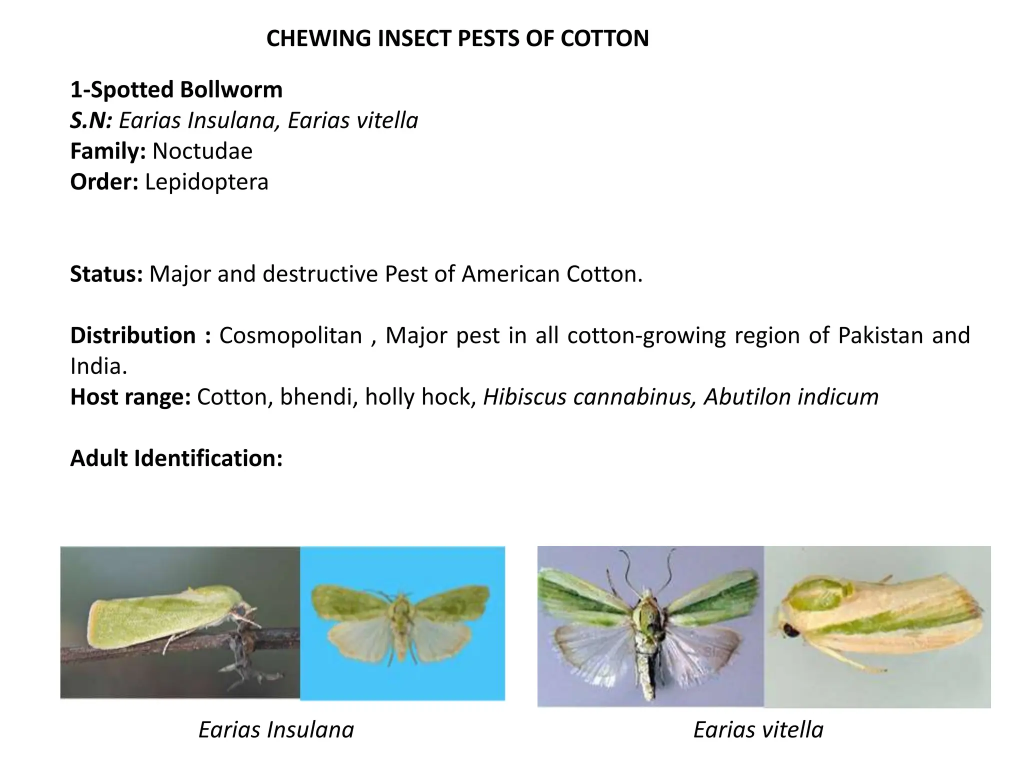 Pests_of_Cotton_and_Sugarcane.copyright.pptx
