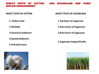 INSECT PESTS OF COTTON INSECT PESTS OF SUGARCANE
1- Cotton Jasid
2-Whitefly
3-American bollworm
4-Spoted bollworm
5-Pink boll worm
1-Top borer of sugarcane
2-Stem borer of Sugarcane
3-Root borer of Sugarcane
5-Sugarcane hopper/Pyrilla
INSECT PESTS OF COTTON AND SUGARCANE AND THEIR
BIOLOGY/MANAGEMENT
 