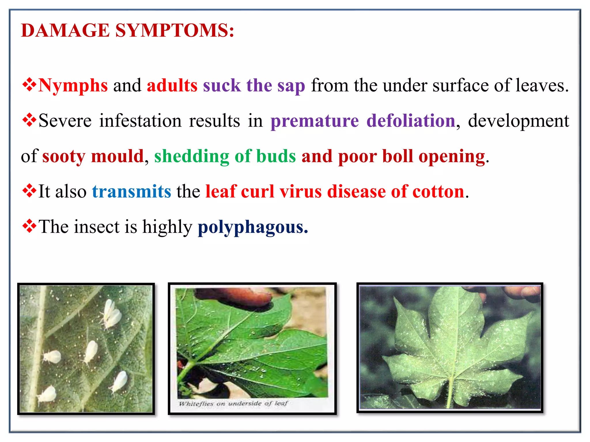 Pests of cotton and their management | PPTX