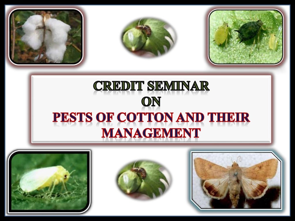 Pests of cotton and their management