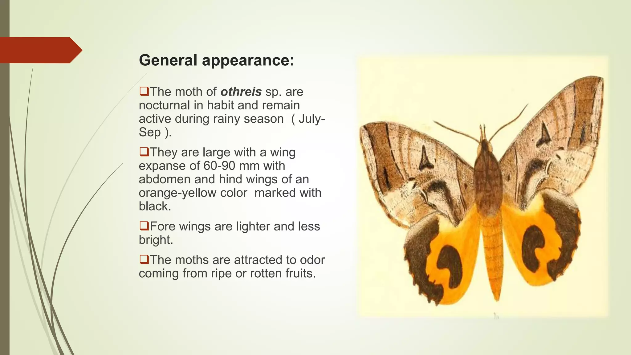General appearance:
The moth of othreis sp. are
nocturnal in habit and remain
active during rainy season ( July-
Sep ).
They are large with a wing
expanse of 60-90 mm with
abdomen and hind wings of an
orange-yellow color marked with
black.
Fore wings are lighter and less
bright.
The moths are attracted to odor
coming from ripe or rotten fruits.
 