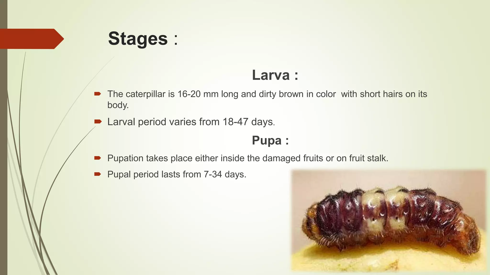 Stages :
Larva :
 The caterpillar is 16-20 mm long and dirty brown in color with short hairs on its
body.
 Larval period varies from 18-47 days.
Pupa :
 Pupation takes place either inside the damaged fruits or on fruit stalk.
 Pupal period lasts from 7-34 days.
 