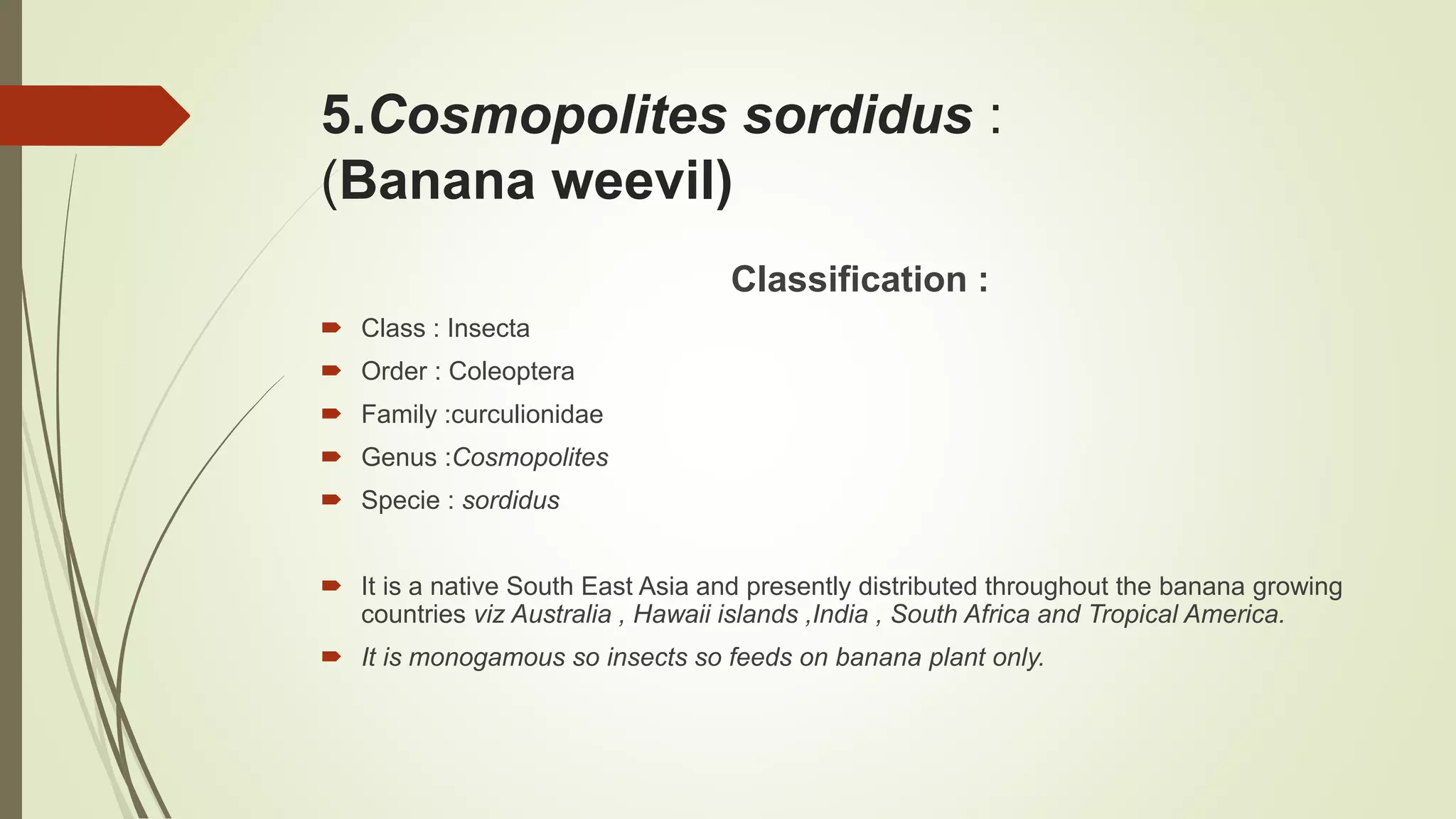 5.Cosmopolites sordidus :
(Banana weevil)
Classification :
 Class : Insecta
 Order : Coleoptera
 Family :curculionidae
 Genus :Cosmopolites
 Specie : sordidus
 It is a native South East Asia and presently distributed throughout the banana growing
countries viz Australia , Hawaii islands ,India , South Africa and Tropical America.
 It is monogamous so insects so feeds on banana plant only.
 