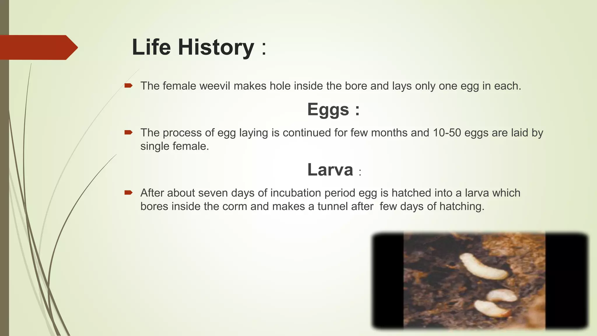 Life History :
 The female weevil makes hole inside the bore and lays only one egg in each.
Eggs :
 The process of egg laying is continued for few months and 10-50 eggs are laid by
single female.
Larva :
 After about seven days of incubation period egg is hatched into a larva which
bores inside the corm and makes a tunnel after few days of hatching.
 