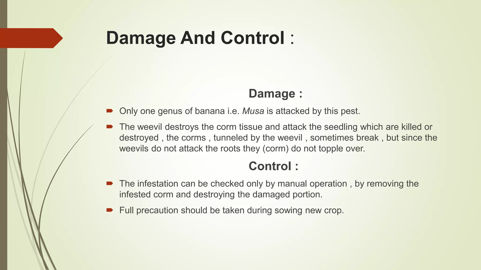 Damage And Control :
Damage :
 Only one genus of banana i.e. Musa is attacked by this pest.
 The weevil destroys the corm tissue and attack the seedling which are killed or
destroyed , the corms , tunneled by the weevil , sometimes break , but since the
weevils do not attack the roots they (corm) do not topple over.
Control :
 The infestation can be checked only by manual operation , by removing the
infested corm and destroying the damaged portion.
 Full precaution should be taken during sowing new crop.
 