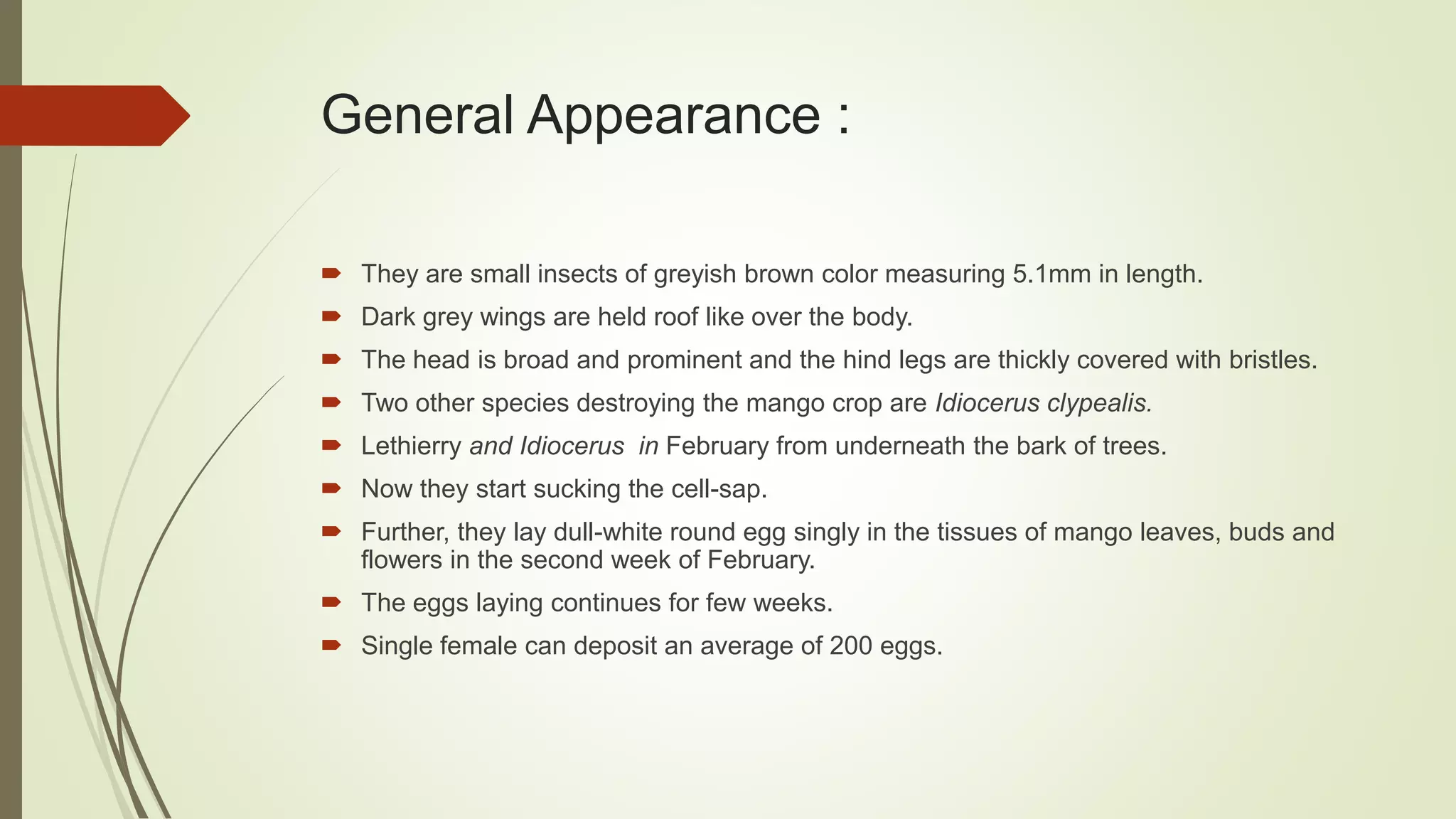General Appearance :
 They are small insects of greyish brown color measuring 5.1mm in length.
 Dark grey wings are held roof like over the body.
 The head is broad and prominent and the hind legs are thickly covered with bristles.
 Two other species destroying the mango crop are Idiocerus clypealis.
 Lethierry and Idiocerus in February from underneath the bark of trees.
 Now they start sucking the cell-sap.
 Further, they lay dull-white round egg singly in the tissues of mango leaves, buds and
flowers in the second week of February.
 The eggs laying continues for few weeks.
 Single female can deposit an average of 200 eggs.
 