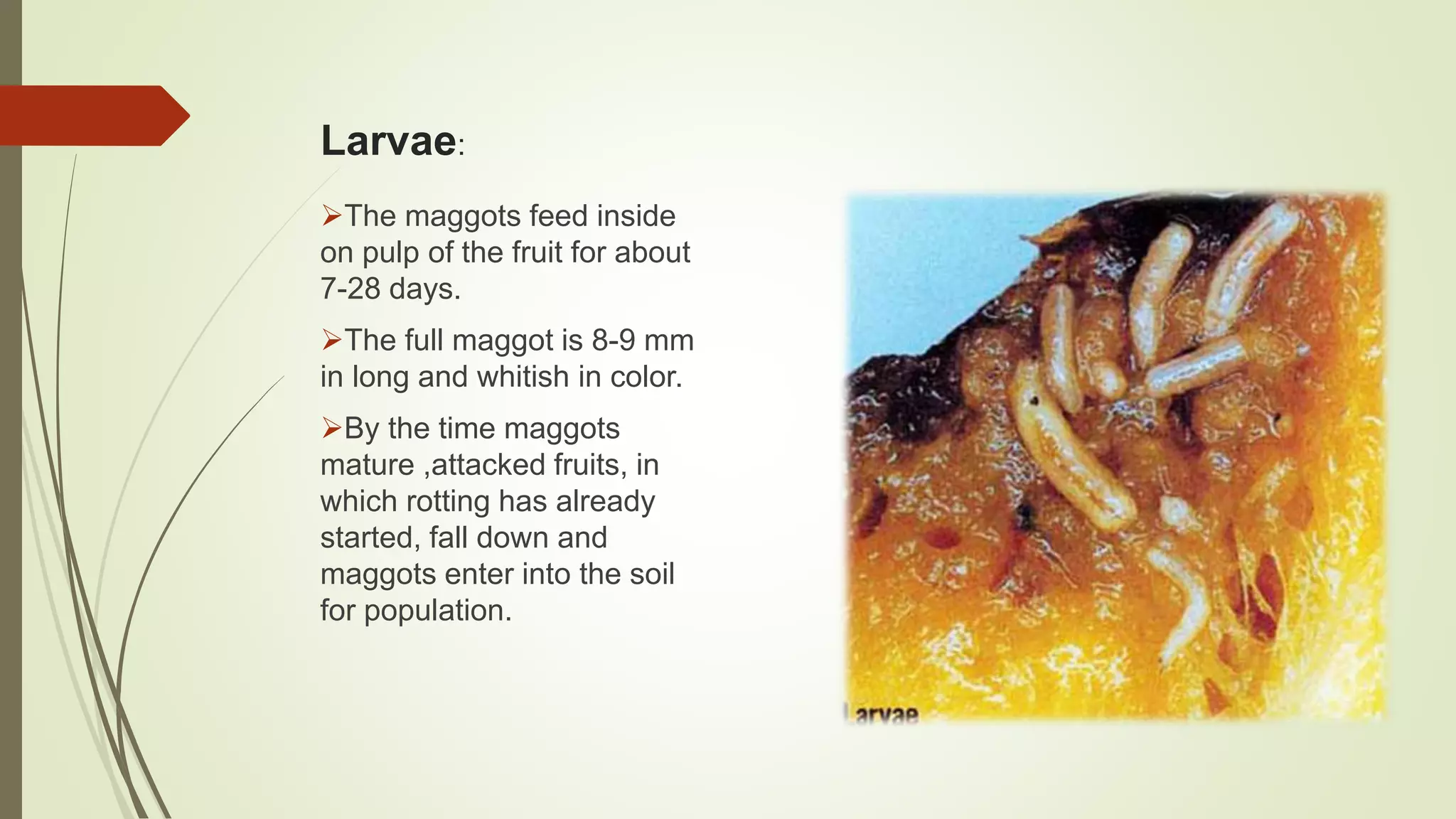 Larvae:
The maggots feed inside
on pulp of the fruit for about
7-28 days.
The full maggot is 8-9 mm
in long and whitish in color.
By the time maggots
mature ,attacked fruits, in
which rotting has already
started, fall down and
maggots enter into the soil
for population.
 