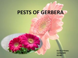 PESTS OF GERBERA
D.D.A.S.Perera
12/AG/009
EG-867
 