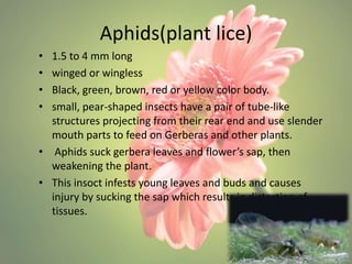 Pests of gerbera | PPTX