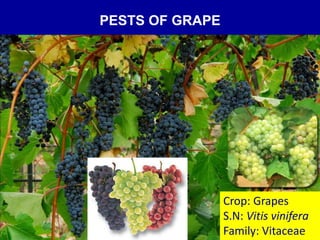 PESTS OF GRAPE
Crop: Grapes
S.N: Vitis vinifera
Family: Vitaceae
 