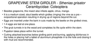 Girdler Insect SOME IMPORTANT PESTS OF GRAPES 🍇 . PPTX | PPTX