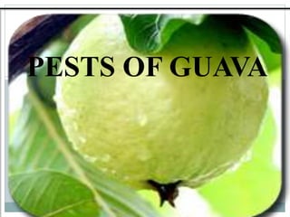 PESTS OF GUAVA
 