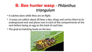 Pests of honey bee and their management.pptx