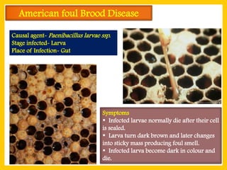 Comprehensive Identification and Management of Common Honey Bee Pests ...