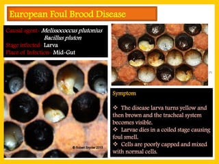 Comprehensive Identification and Management of Common Honey Bee Pests ...