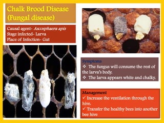 Comprehensive Identification and Management of Common Honey Bee Pests ...