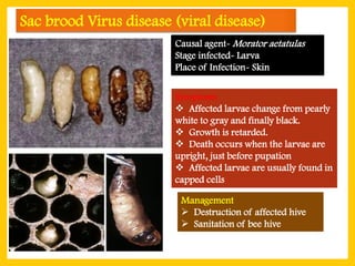 Comprehensive Identification and Management of Common Honey Bee Pests ...