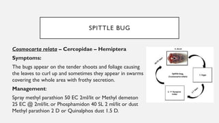 Jackspanner Insect pests of jack insects infecting jack.pptx