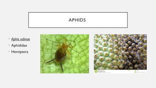Jackspanner Insect pests of jack insects infecting jack.pptx