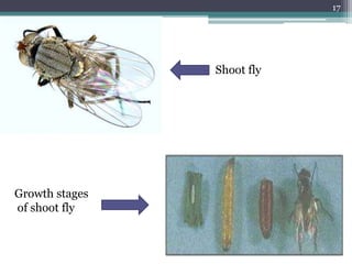 Pests of maize | PPTX