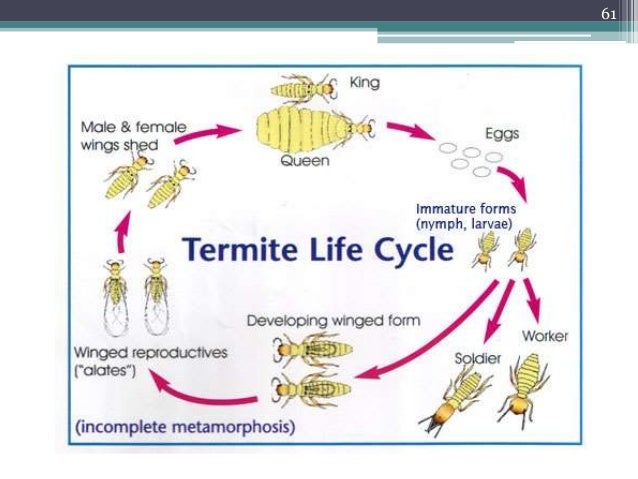 Ppt There Are Many Insects With A Gradual Metamorphosis Life
