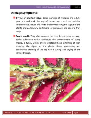 Infested Mango Pests of mango ( dks cars bhatapara) | PDF