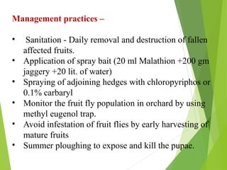 Pests of Mango and Their Management PPT. | PPTX