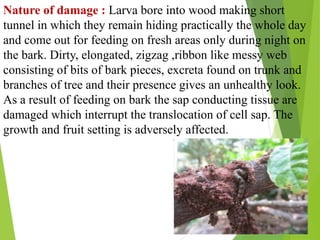 Pests of Mango and Their Management PPT. | PPTX