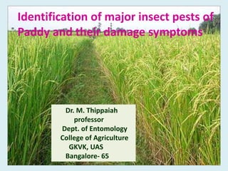 Identification of major insect pests of
Paddy and their damage symptoms
Dr. M. Thippaiah
professor
Dept. of Entomology
College of Agriculture
GKVK, UAS
Bangalore- 65
 