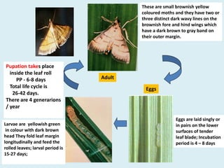 Small Paddy Insect Pests of paddy 1 | PPTX