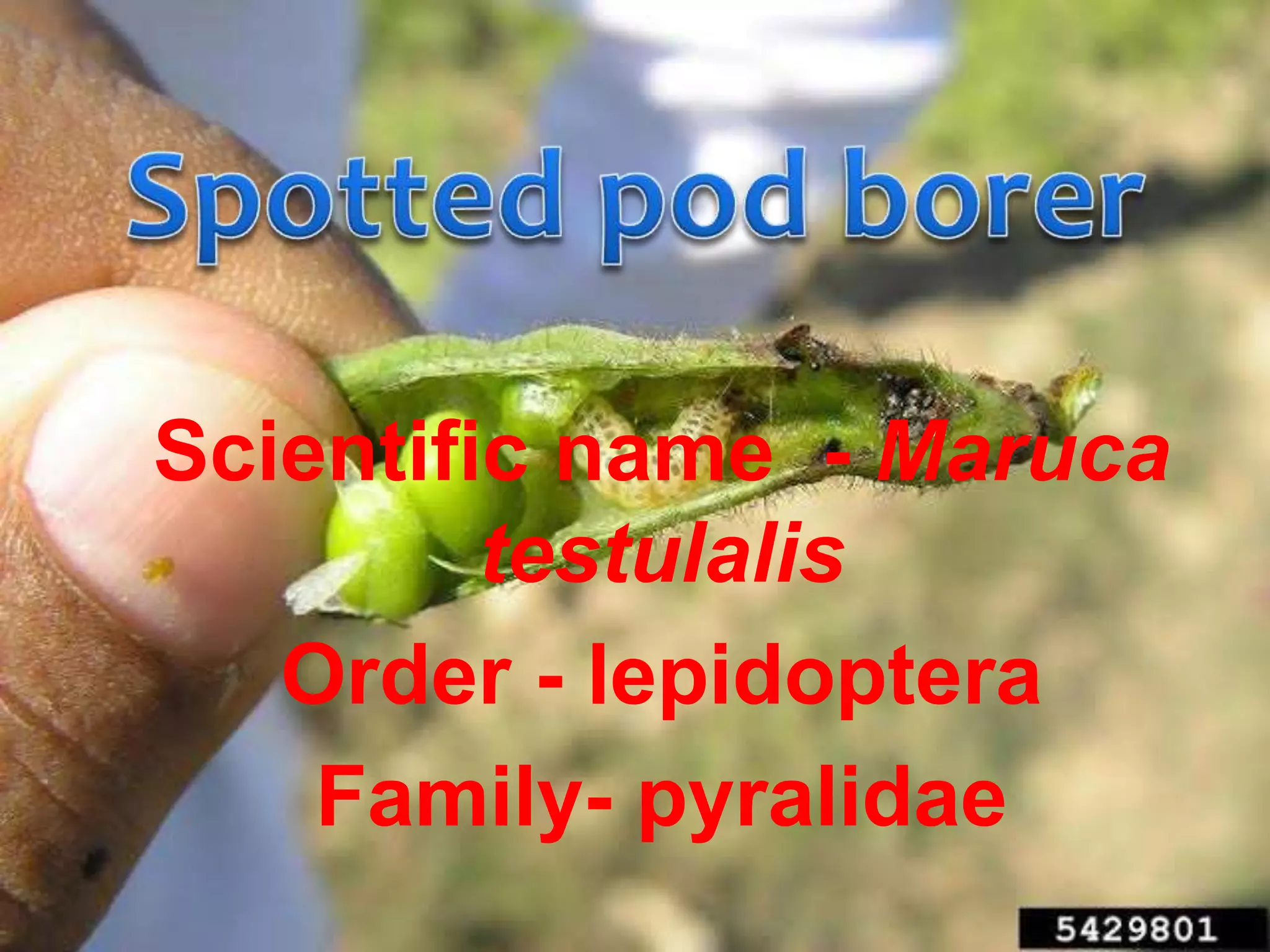 Insect Pests of pulses | PPSX