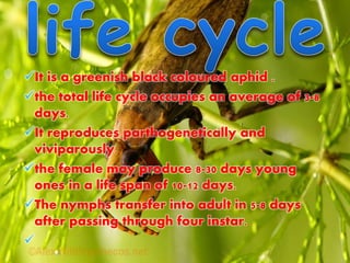 It is a greenish black coloured aphid .
the total life cycle occupies an average of 3-8
days.
It reproduces parthogenetically and
viviparously.
the female may produce 8-30 days young
ones in a life span of 10-12 days.
The nymphs transfer into adult in 5-8 days
after passing through four instar.

 