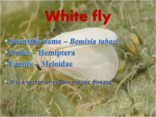 White fly
 