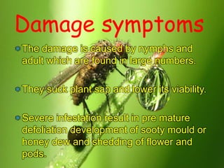 Damage symptoms
 The damage is caused by nymphs and
adult which are found in large numbers.
 They suck plant sap and lower its viability.
 Severe infestation result in pre mature
defoliation development of sooty mould or
honey dew and shedding of flower and
pods.
 