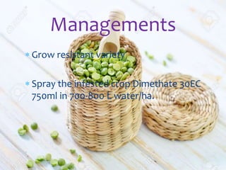  Grow resistant variety
 Spray the infested crop Dimethate 30EC
750ml in 700-800 L water/ha.
Managements
 