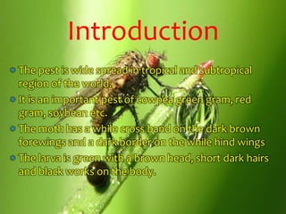  The pest is wide spread in tropical and subtropical
region of the world.
 It is an important pest of cowpea green gram, red
gram, soybean etc.
 The moth has a while cross band on the dark brown
forewings and a dark border on the while hind wings
 The larva is green with a brown head, short dark hairs
and black works on the body.
Introduction
 