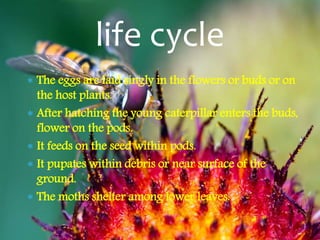  The eggs are laid singly in the flowers or buds or on
the host plants.
 After hatching the young caterpillar enters the buds,
flower on the pods.
 It feeds on the seed within pods.
 It pupates within debris or near surface of the
ground.
 The moths shelter among lower leaves.
life cycle
 