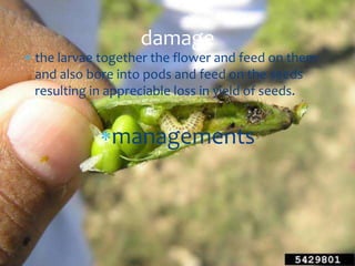  the larvae together the flower and feed on them
and also bore into pods and feed on the seeds
resulting in appreciable loss in yield of seeds.
managements
damage
 