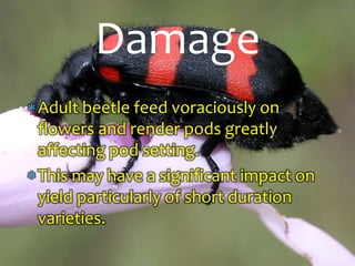 Adult beetle feed voraciously on
flowers and render pods greatly
affecting pod setting.
This may have a significant impact on
yield particularly of short duration
varieties.
Damage
 