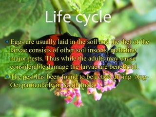  Eggs are usually laid in the soil and the diet of the
larvae consists of other soil insects, including
major pests. Thus while the adults may cause
considerable damage the larvae are beneficial.
 The pest has been found to be active during Aug-
Oct particularly in South India.
Life cycle
 