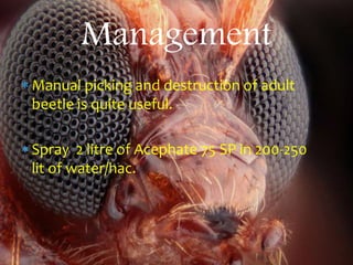  Manual picking and destruction of adult
beetle is quite useful.
 Spray 2 litre of Acephate 75 SP in 200-250
lit of water/hac.
Management
 