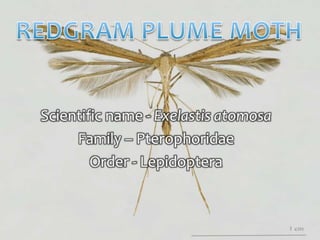 Scientific name - Exelastis atomosa
Family – Pterophoridae
Order - Lepidoptera
 