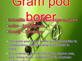 Gram pod
borer
 