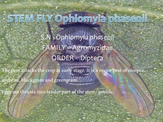 S.N - Ophiomyia phaseoli
FAMILY – Agromyzidae
ORDER - Diptera
Thepestattacksthecropatearlystage.Itisamajorpestofcowpea,
soybean,blackgramandgreengram.
Eggsarethrustsintotenderpartofthestem/petiole.
 