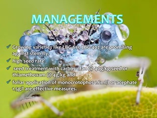  Growing varieties like LBG-611, LBG-402 are promising
against stem fly,
 high seed rate
 seed treatment with carbosulfan @ 40g/kg seed or
thiamethoxam @ 4g/kg and
 foliar application of monocrotophos 1.6ml/l or acephate
1.5g/l are effective measures.
 