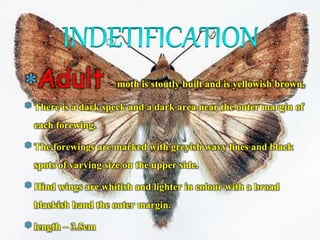 Adult – moth is stoutly built and is yellowish brown.
There is a dark speck and a dark area near the outer margin of
each forewing.
The forewings are marked with greyish wavy lines and black
spots of varying size on the upper side.
Hind wings are whitish and lighter in colour with a broad
blackish band the outer margin.
length – 3.5cm
 