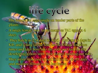  The female lay eggs singly on tender parts of the
plants.
 A single female may lay as many as 741 eggs in 4
days.
 They hatch in 2-4 days in April – Oct. and 6 days in
Feb. and young larvae feed on the foliage for some
times and later bore into the pods and feed on the
developing grains with their bodies handing out side .
 They move from pod to pod full fed in 13-19 days
and measure 35mm in the last instar.
 