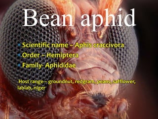  Scientific name – Aphis craccivora
 Order – Hemiptera
 Family- Aphididae
Host range – groundnut, redgram, peans, safflower,
lablab, niger
Bean aphid
 